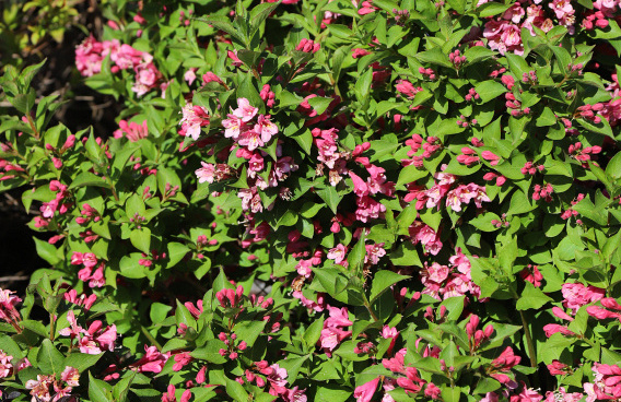 weigela bubblegum bocogum 03 