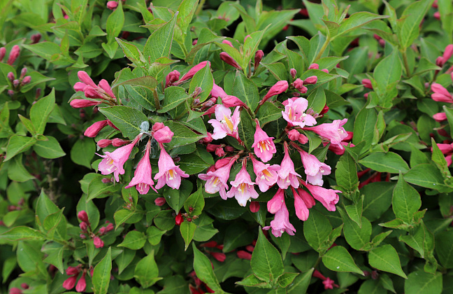 weigela bubblegum bocogum 18 