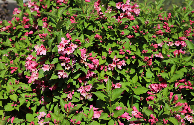 weigela bubblegum bocogum 26 