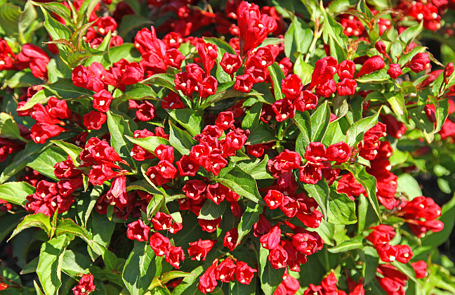 weigela little red robin 10