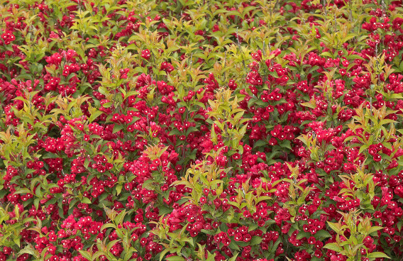weigela little red robin bokrarob pap78224
