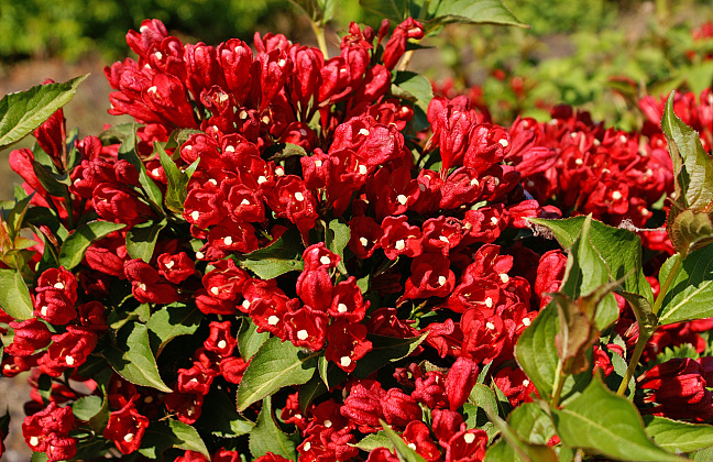 weigela little red robin 02