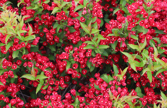 weigela little red robin 1 