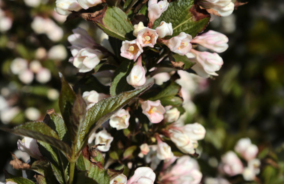weigela nightfall bocofall 05 