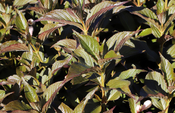 weigela nightfall bocofall 19 