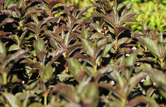weigela nightfall bocofall 20 