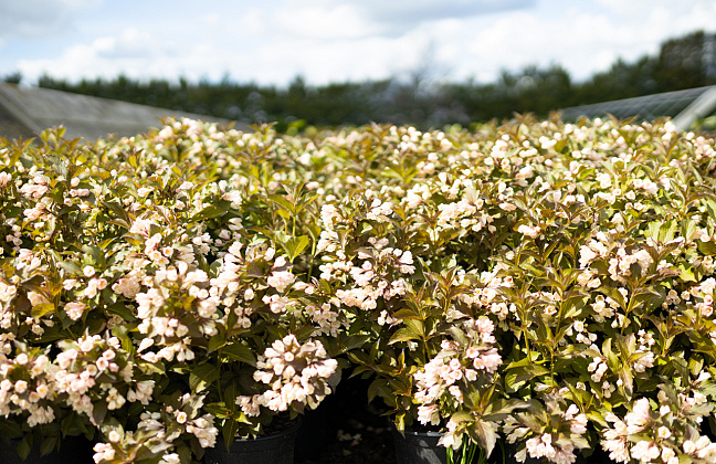 weigela nightfall bocofall 24 