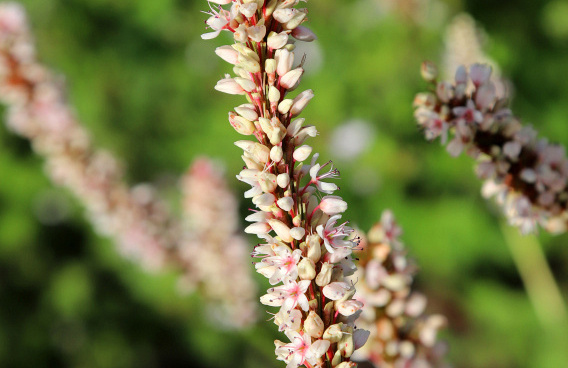 persicaria amplexicaulis 2102 01 02 