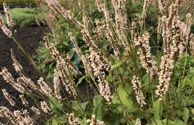 persicaria amplexicaulis 2102 01 04 