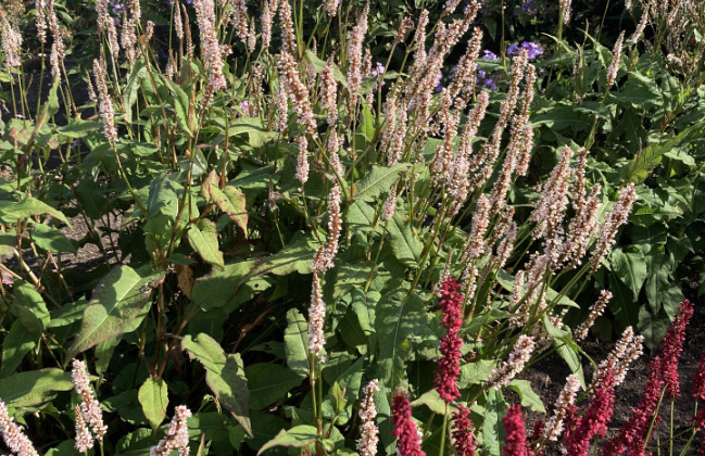 persicaria amplexicaulis unicorn bococorn 13 met bonfire bokrafire 