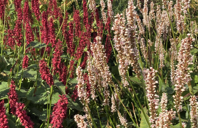 persicaria amplexicaulis unicorn bococorn 15 met bonfire bokrafire 