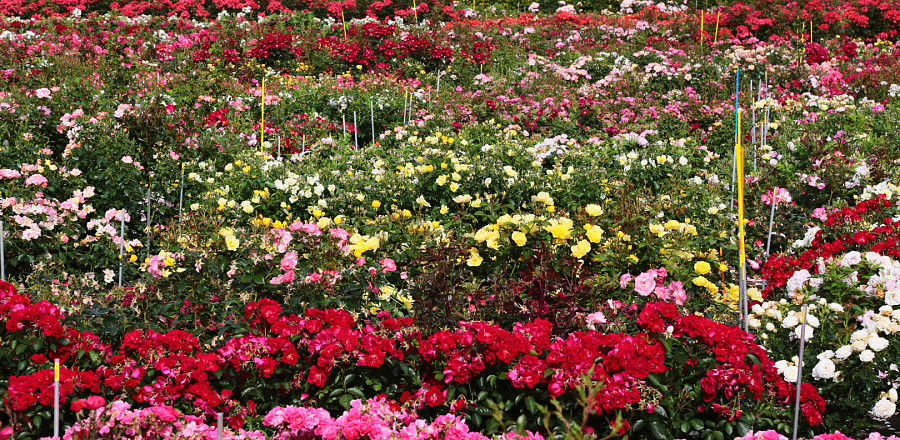2018 rosa selecties de ruiter de kwakel 02 