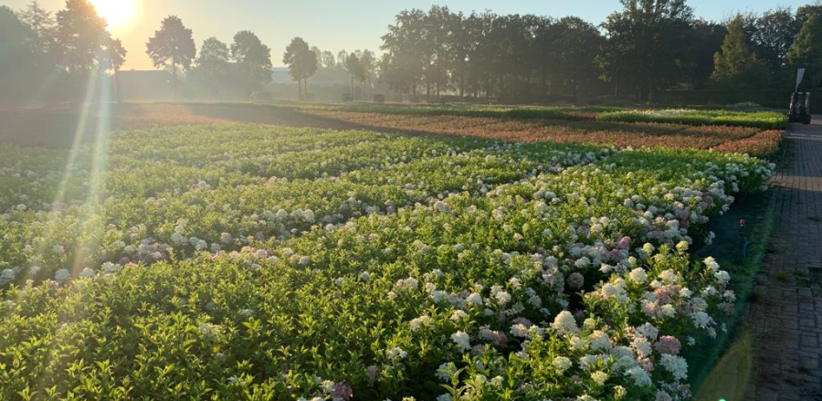 bootdart kwekerij laanbomen zundert boskoop